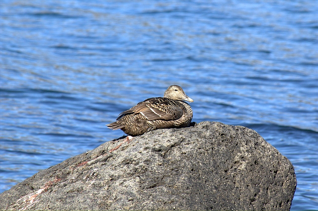 2011-06-30_09-41-16 island.jpg - Eiderentenfrau (Somateria mollissima)